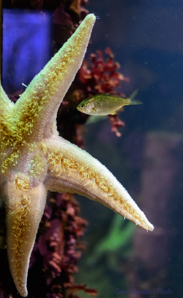 Starfish and fish  by jgpittenger