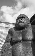 5th Apr 2013 - The last thing you expect to see when you go to a small, local garden centre is a ten foot high gorilla!  