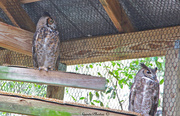 5th Apr 2013 - Great Horned Owl