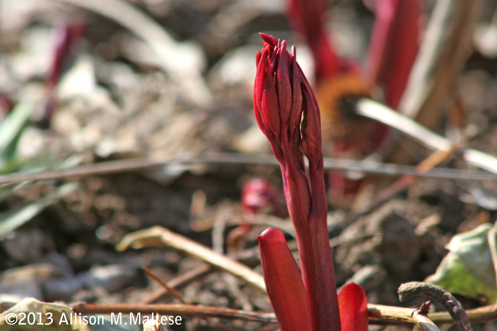 Signs of Spring by falcon11