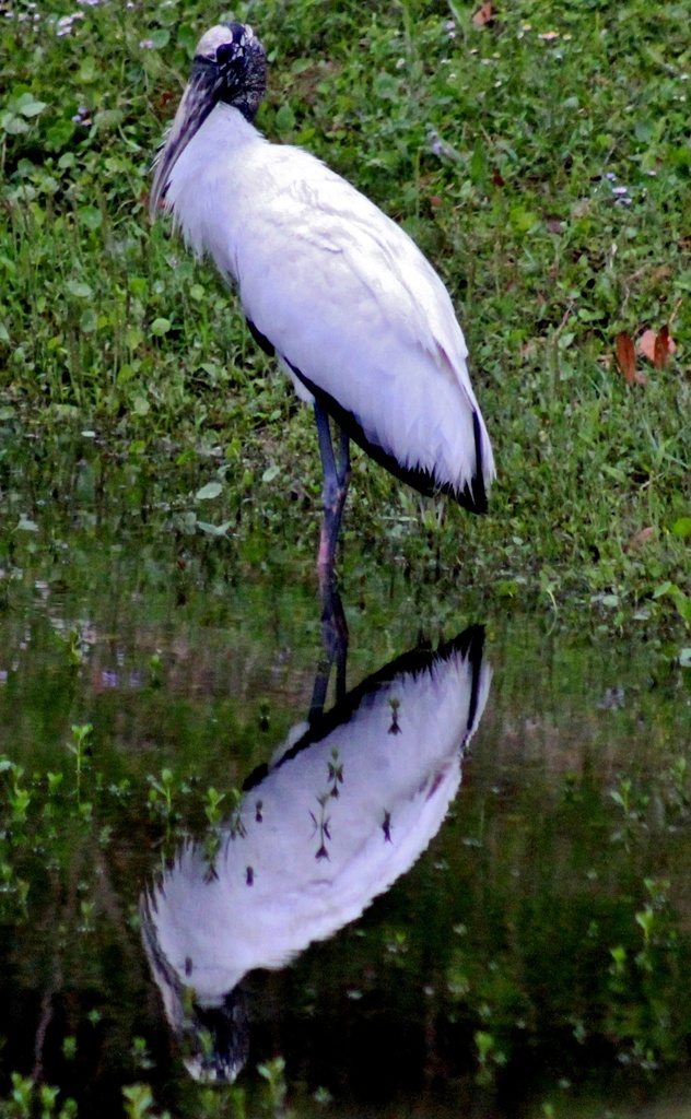 Reflected Heron?  Ibis?  Whatisit? by darylo