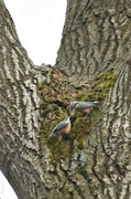 5th Apr 2013 - Nuthatches