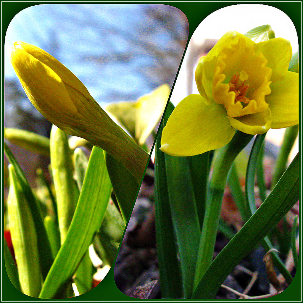 Daffodil Diptych by olivetreeann