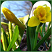 Daffodil Diptych by olivetreeann
