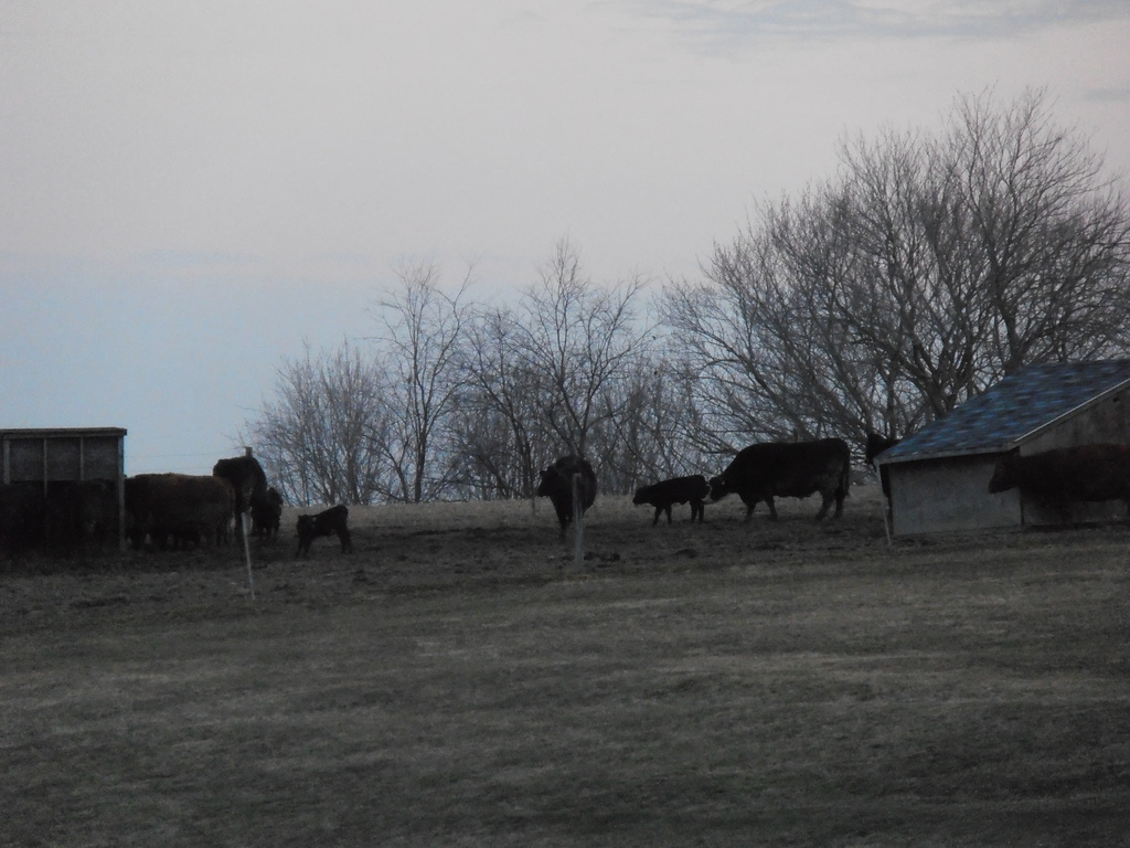 Cows in the Morning by julie