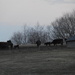 Cows in the Morning by julie
