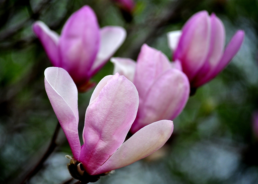 Magnolias by pflaume