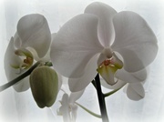 6th Apr 2013 - orchid