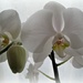 orchid by quietpurplehaze