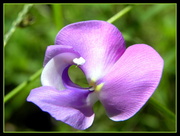 6th Apr 2013 - Lavender Gem