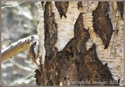 6th Apr 2013 - Tree Creeper