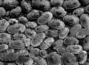 6th Apr 2013 - limpets