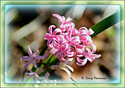 25th Mar 2013 - Hyacinth