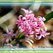 Hyacinth by vernabeth