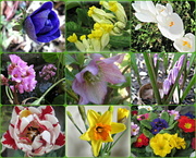 6th Apr 2013 - some bright flowers to match our weather today