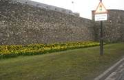 6th Apr 2013 - A host of golden daffodils.