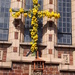 daffodil cross using zoom by plainjaneandnononsense