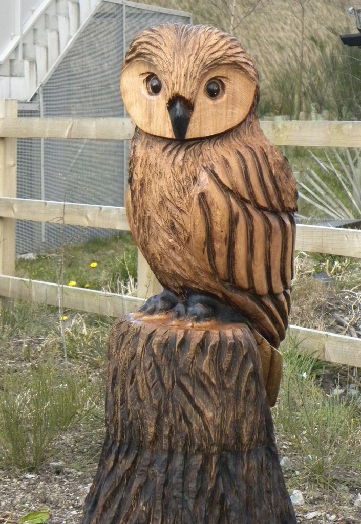 New Owl by oldjosh