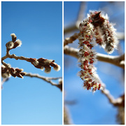 6th Apr 2013 - From bud to catkin