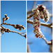 From bud to catkin by aecasey