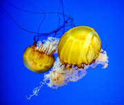6th Apr 2013 - Mother and Child Jellies 