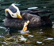 6th Apr 2013 - Puffin Grooming 