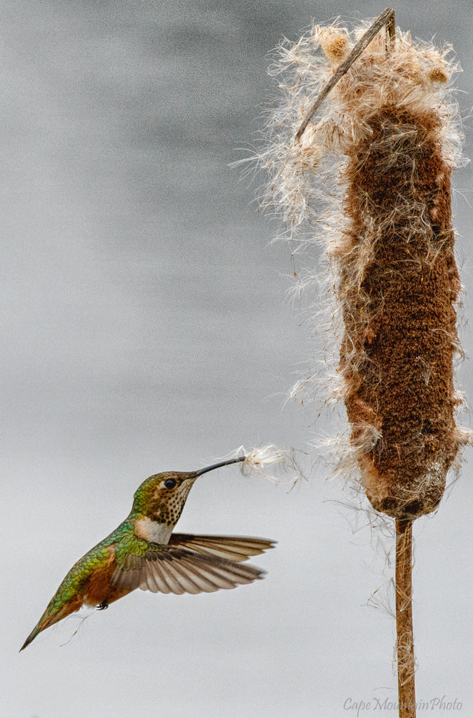 Hummingbird  by jgpittenger