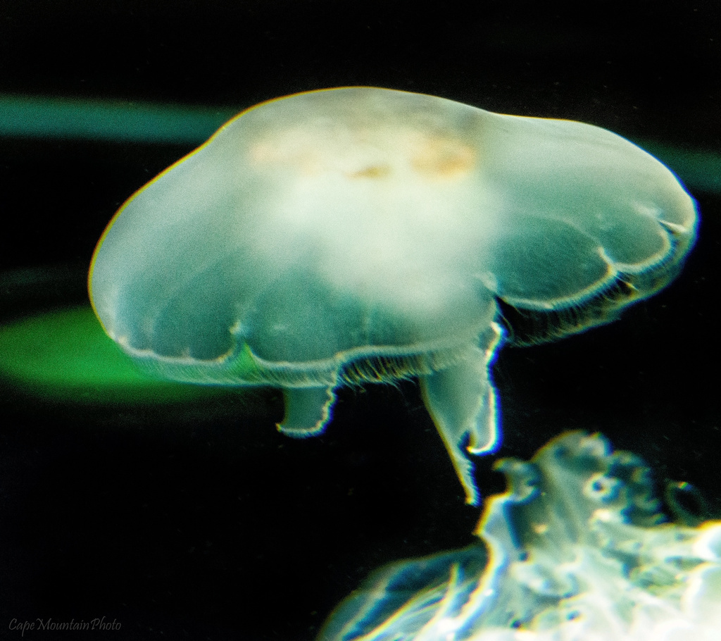 Dancing Jelly Fish  by jgpittenger