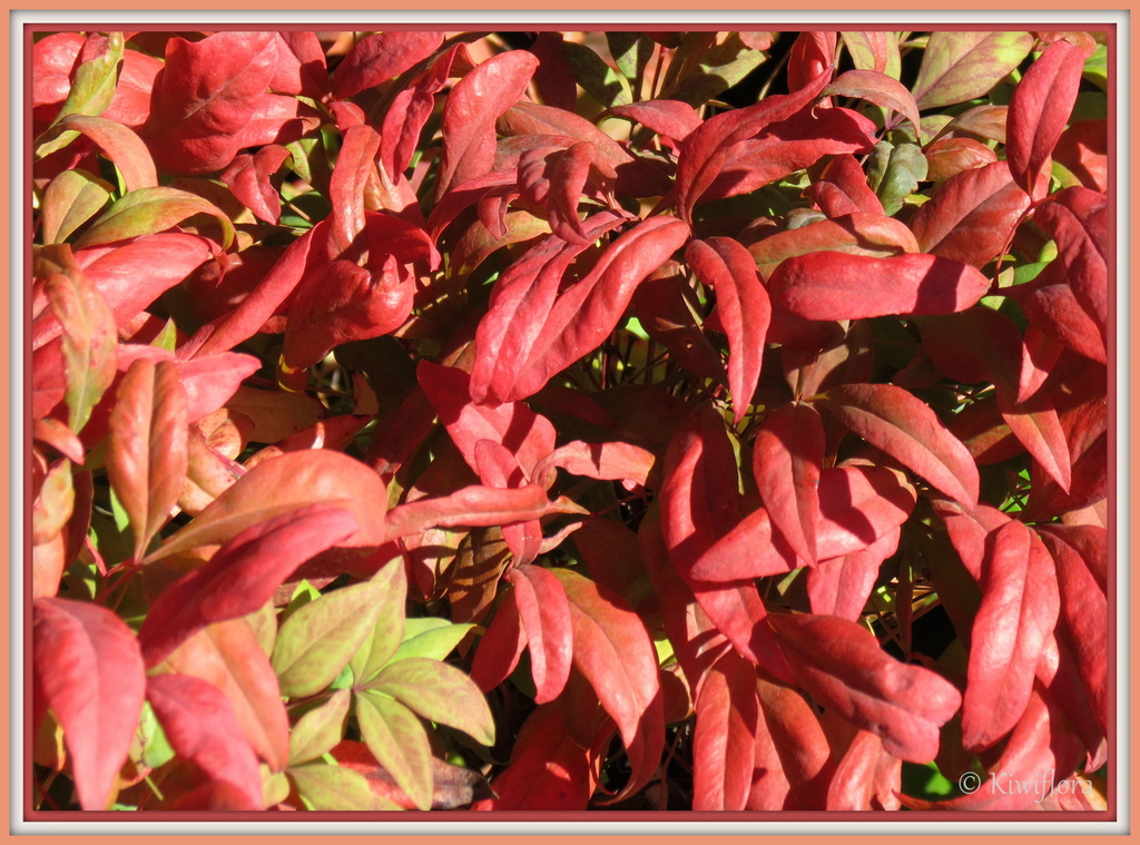 Nandina 'Firepower' by kiwiflora