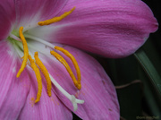 4th Apr 2013 - Rain lily 
