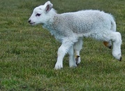 6th Apr 2013 - "Quinto" (5 legged lamb)