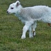 "Quinto" (5 legged lamb) by jesperani