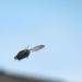 Bee Cause by grammyn