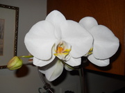 5th Apr 2013 - Orchid