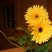 Gerbera daisies by kchuk