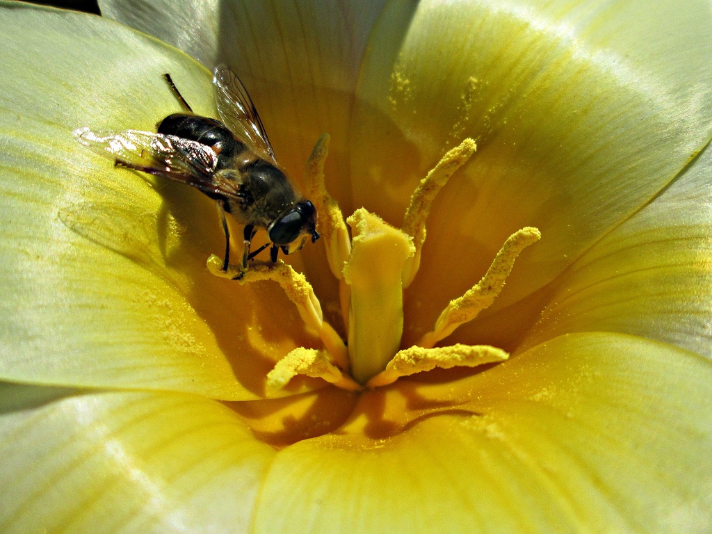sun + tulip + bee  by quietpurplehaze