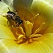 sun + tulip + bee  by quietpurplehaze