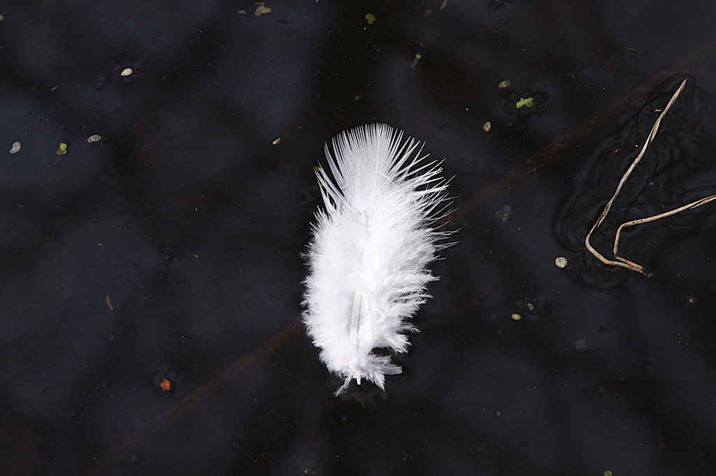Floating feather by nicolaeastwood