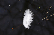 5th Apr 2013 - Floating feather