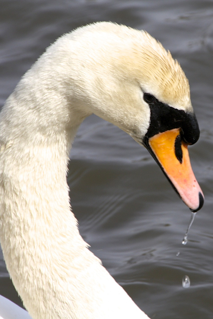 Swan drool! by nicolaeastwood