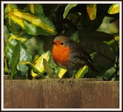7th Apr 2013 - Can't resist the robin