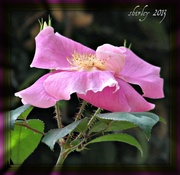 5th Apr 2013 - Pink Cherokee Rose
