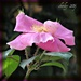 Pink Cherokee Rose by mjmaven