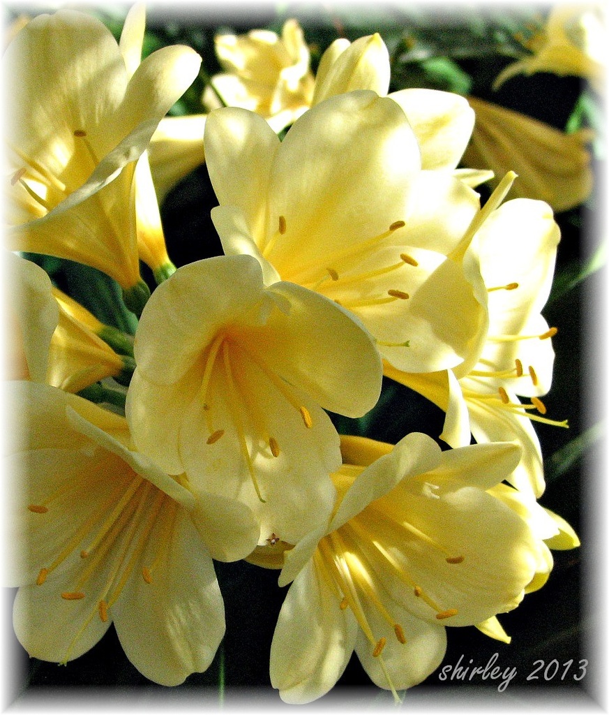 Clivia in yellow by mjmaven