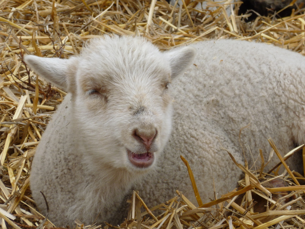 Lamb by gabis