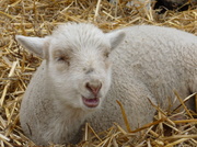 6th Apr 2013 - Lamb