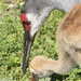 Sandhill Crane and Chick by rob257