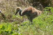 4th Apr 2013 - Sandhill Crane Chick