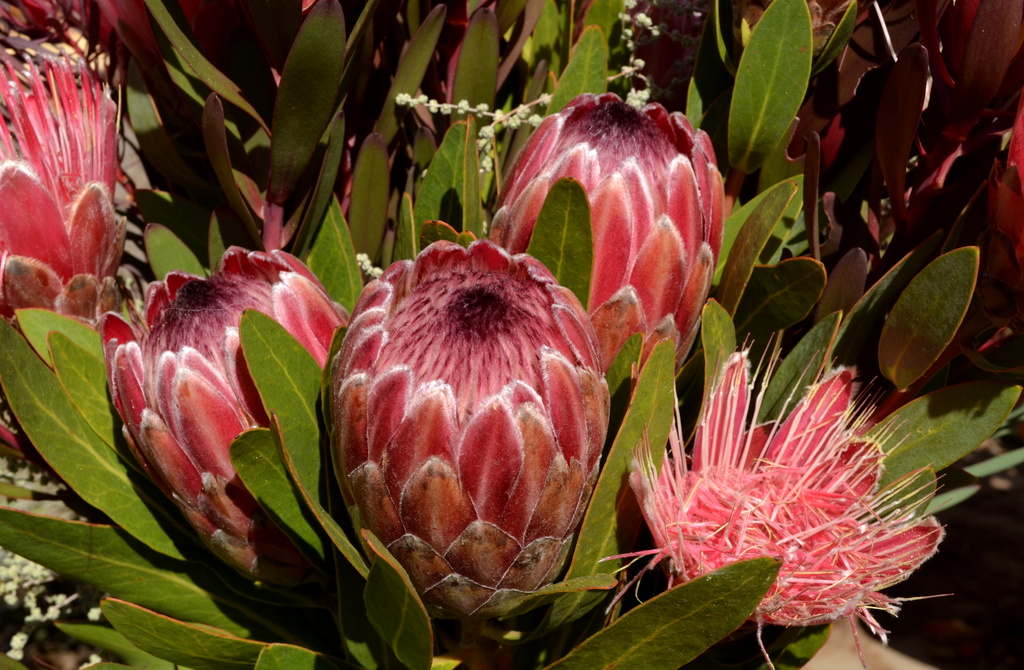 Proteas by salza