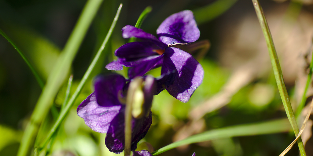 Purple flower by darkhorse